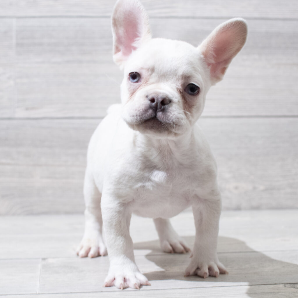 French Bulldog Dog Male White 4876 Petland Cleveland