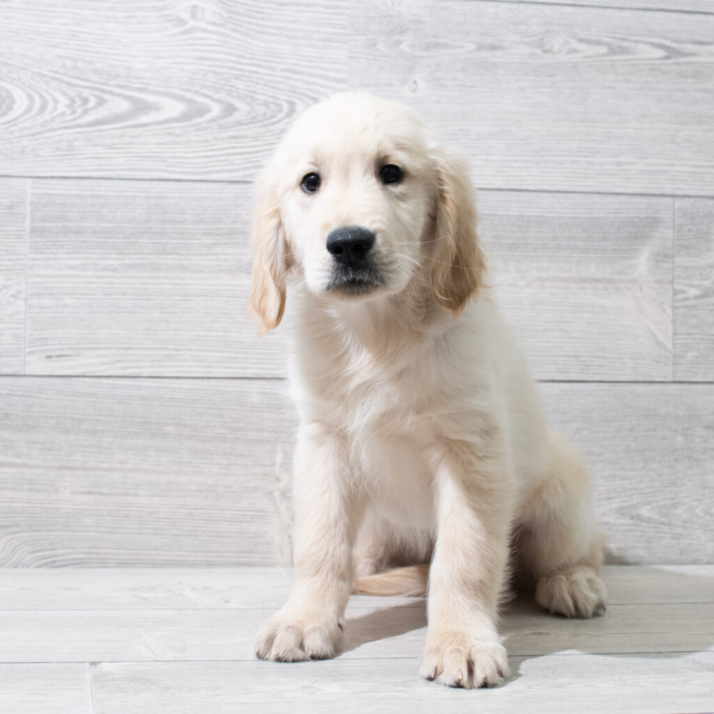 Golden Retriever Dog Male Golden 4892 Petland Cleveland
