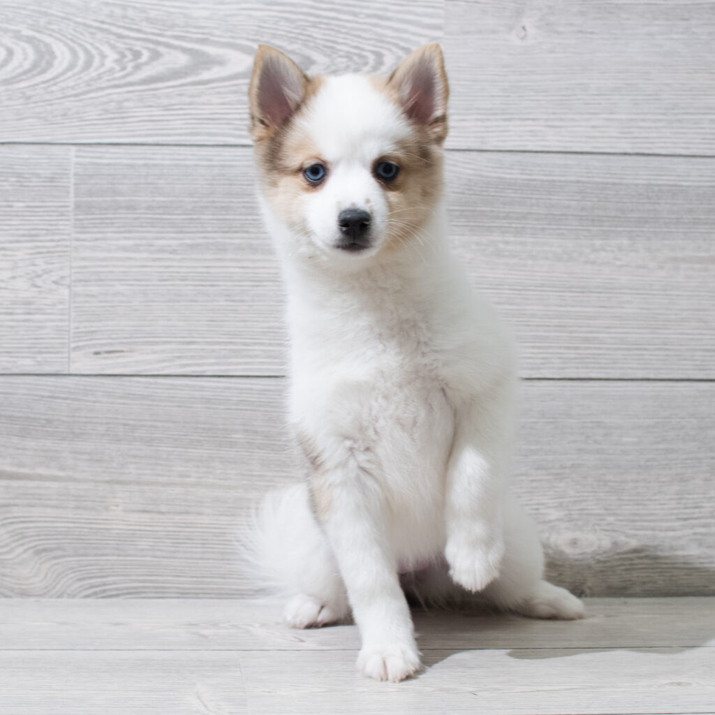 Pomsky Dog Female Sable / White 4908 Petland Cleveland