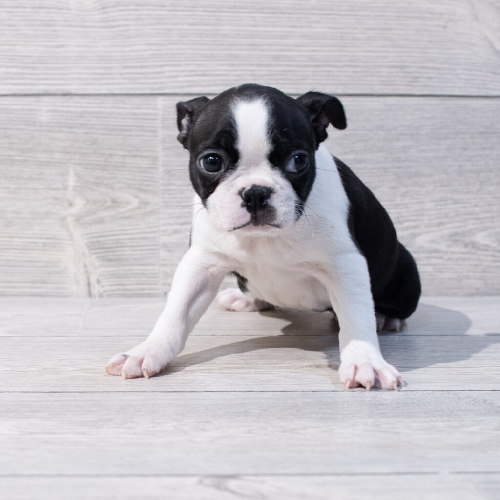 Boston Terrier Dog Female Black / White 1638 Petland Cleveland