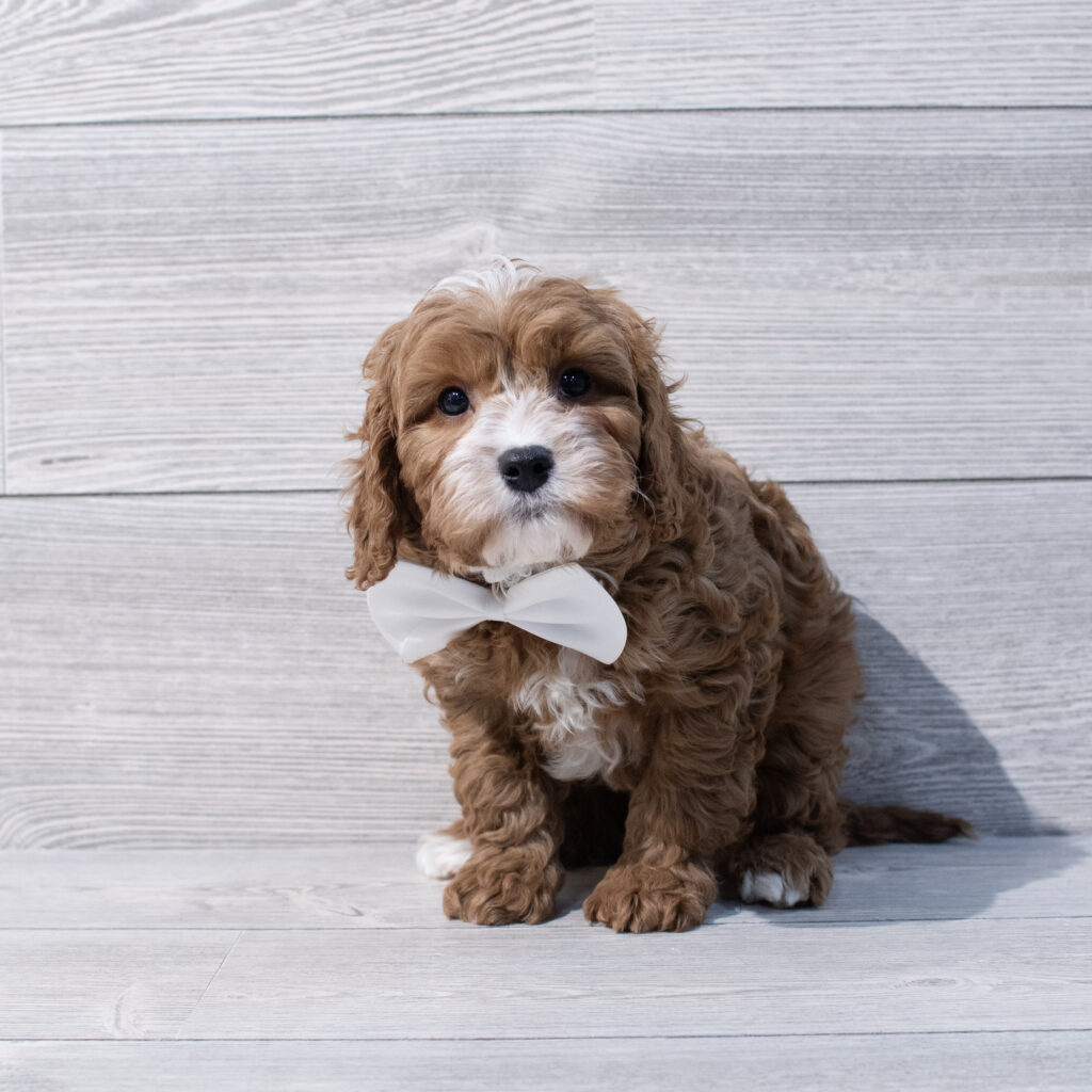 Cavapoo Dog Male Red 1642 Petland Cleveland