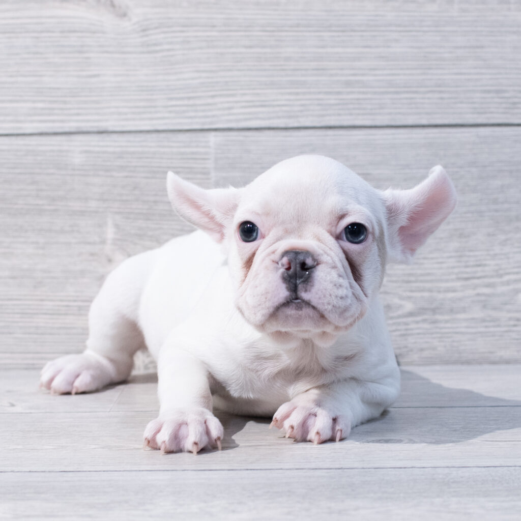 French Bulldog Dog Female White 1646 Petland Cleveland