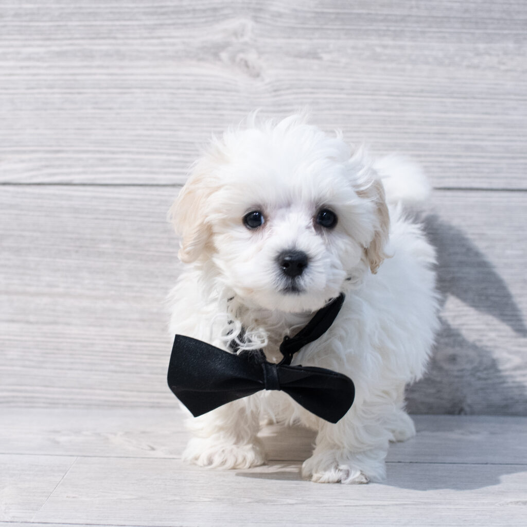 Maltipoo Dog Male Tan / White 1641 Petland Cleveland