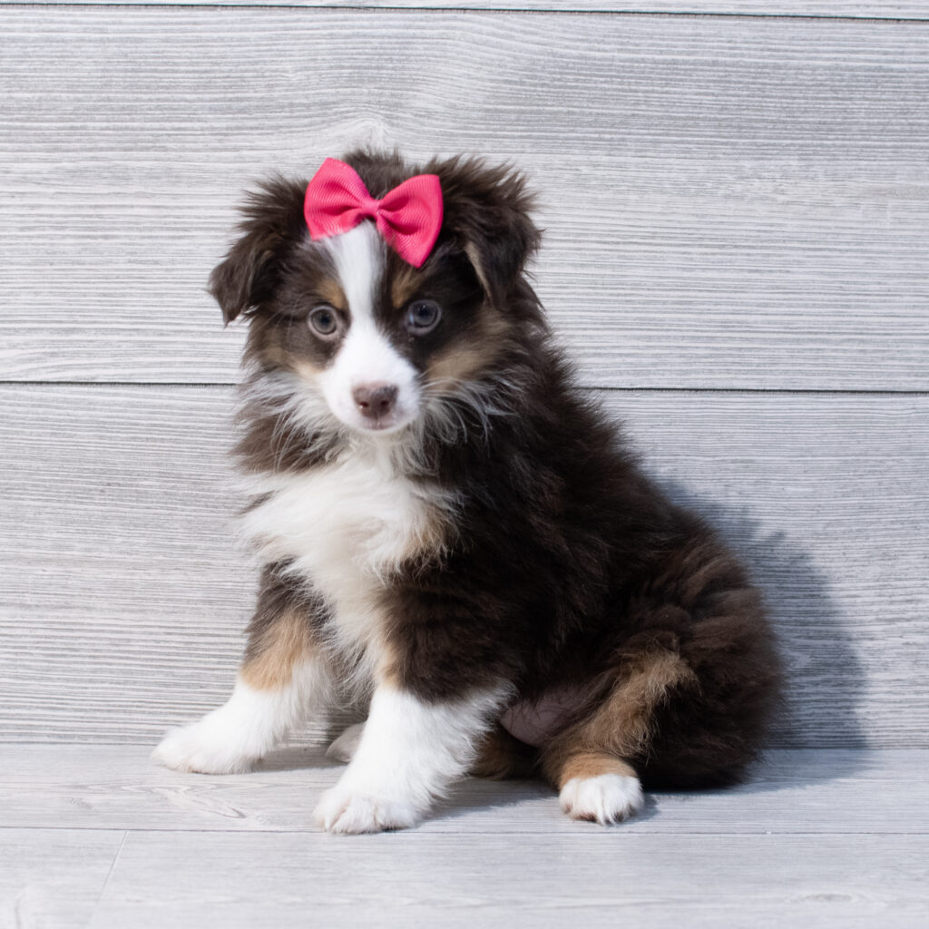Miniature Australian Shepherd Dog Female Red Tan / White 1640 Petland Cleveland
