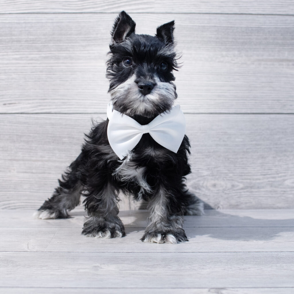 Miniature Schnauzer Dog Male Black 1639 Petland Cleveland