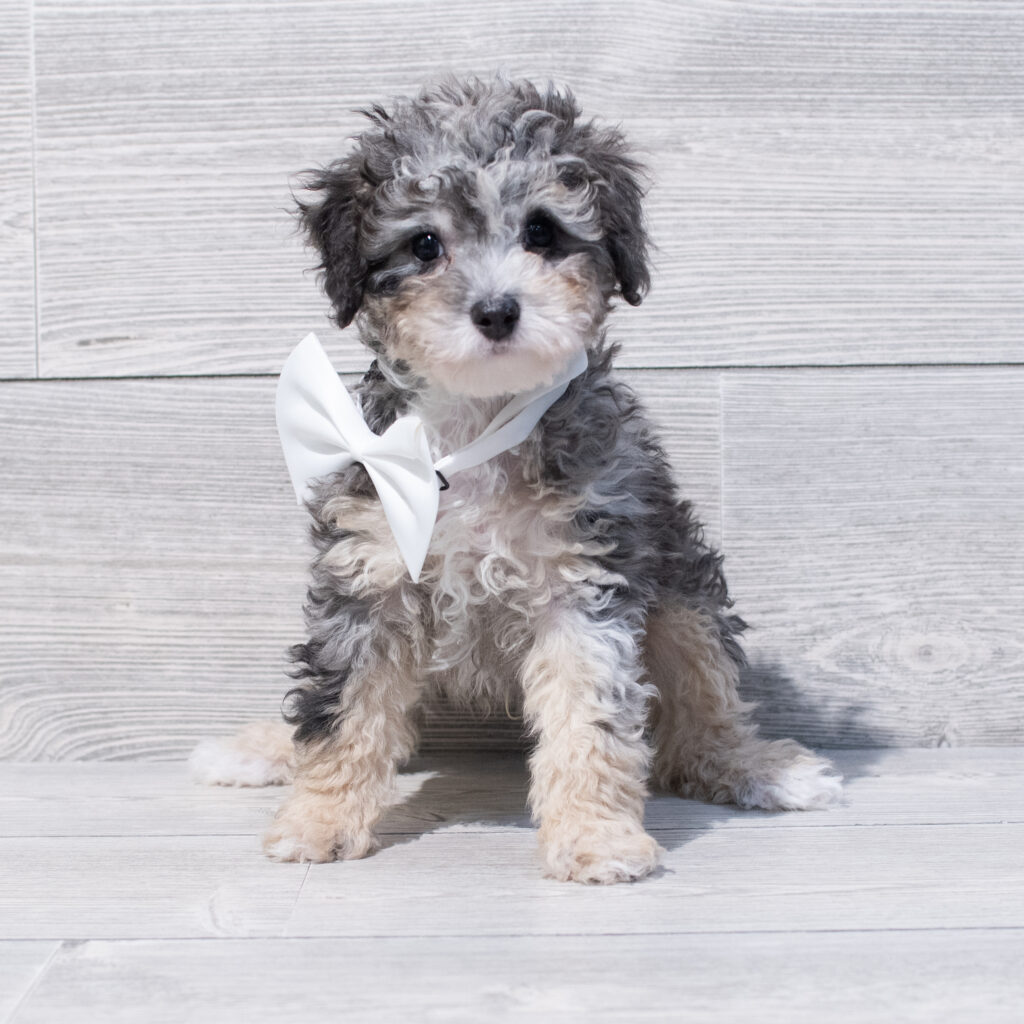 Poodle Mini Dog Male Blue Merle 1645 Petland Cleveland