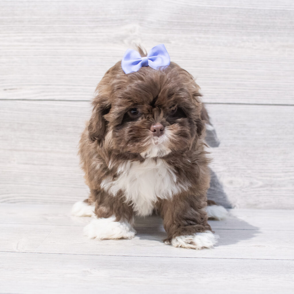 Shih Tzu Dog Female Chocolate 1643 Petland Cleveland