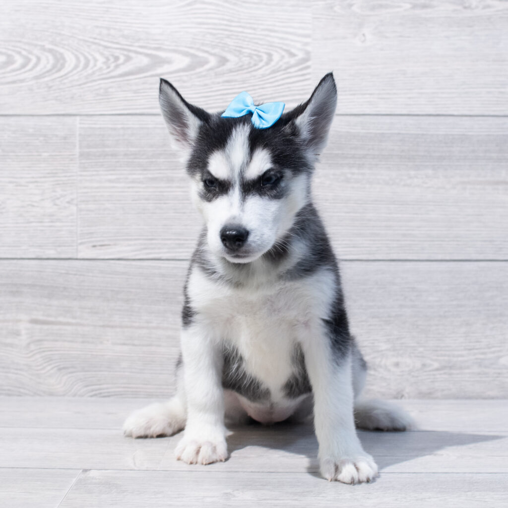 Siberian Husky Dog Female Black / White 1644 Petland Cleveland