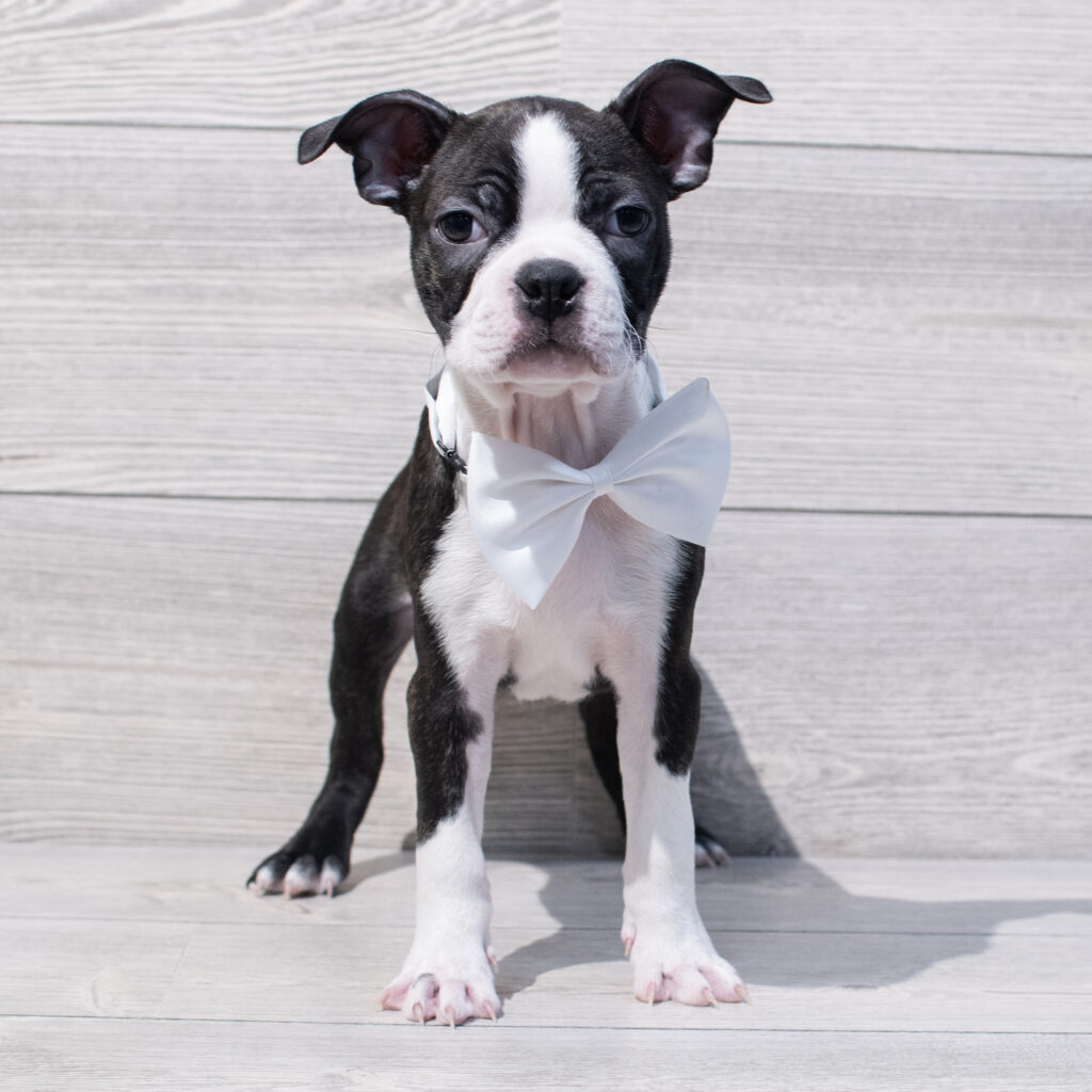 Boston Terrier Dog Male Black / White 1626 Petland Cleveland