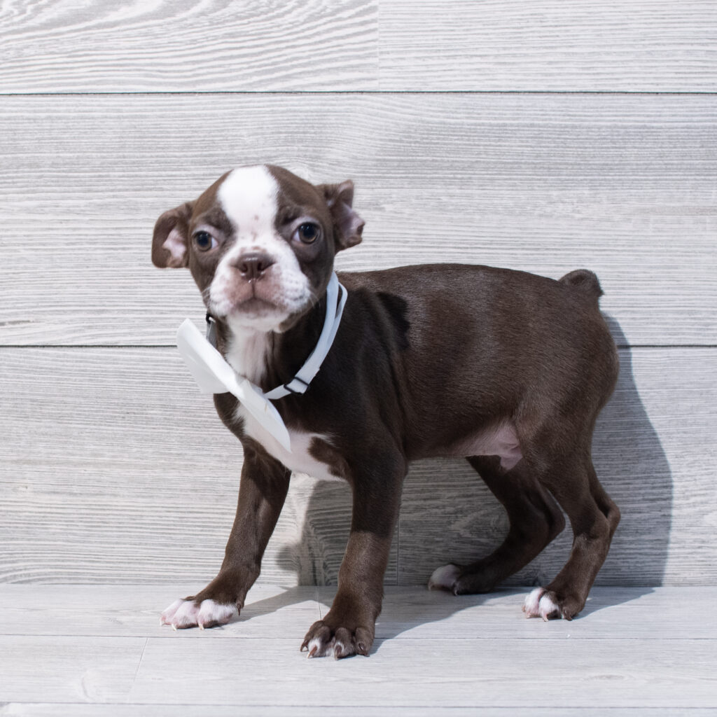 Boston Terrier Dog Male Brown / White 1606 Petland Cleveland