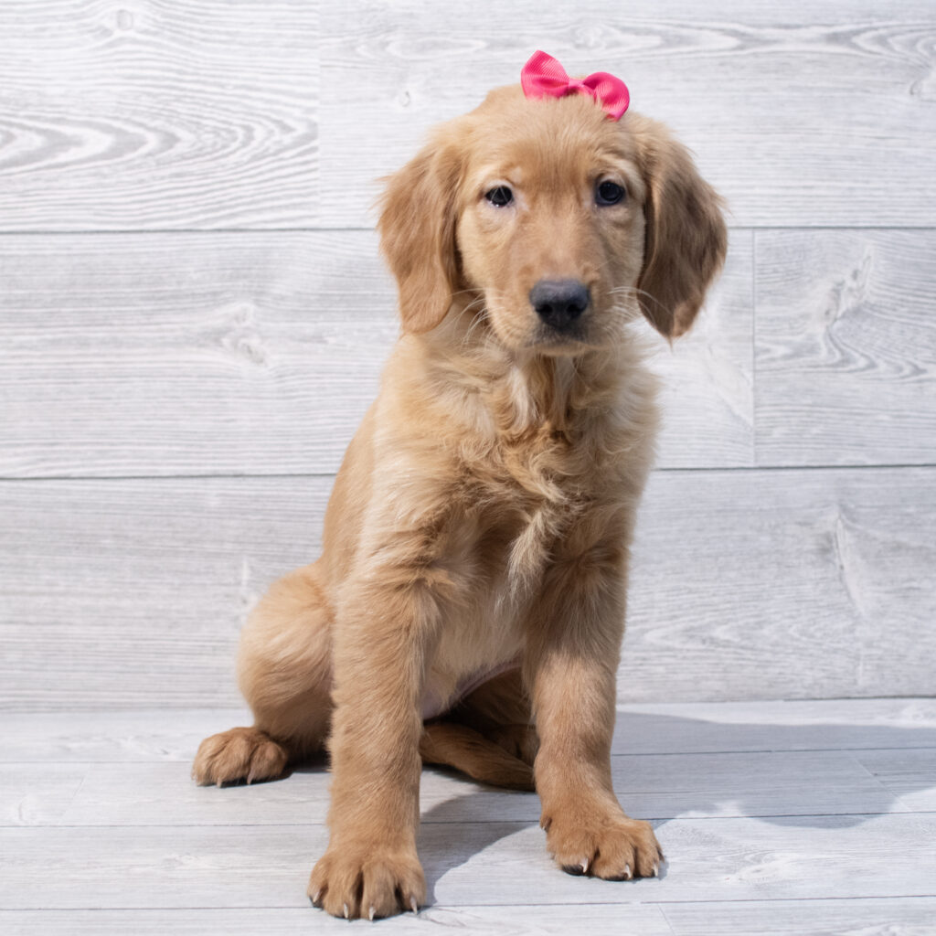 Golden Retriever Dog Female Golden 1621 Petland Cleveland