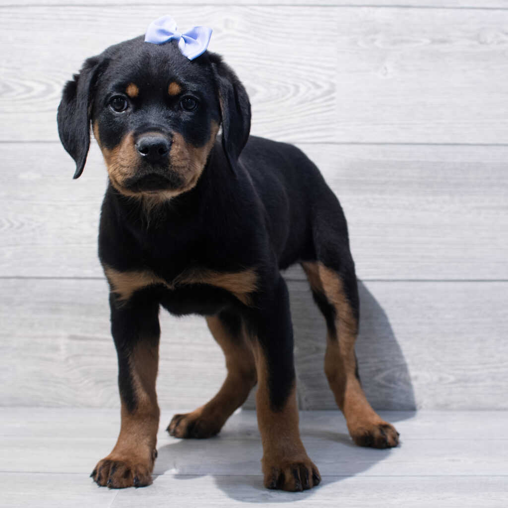 Rottweiler Dog Female Black / Tan 1622 Petland Cleveland