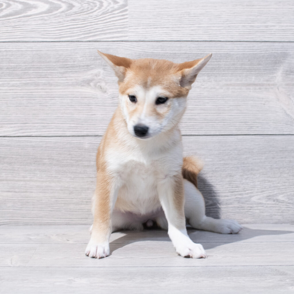 Shiba Inu Dog Female Red 1629 Petland Cleveland