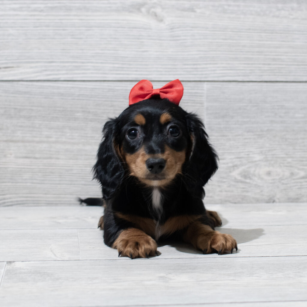Dachshund Dog Female Black / Tan 4935 Petland Cleveland