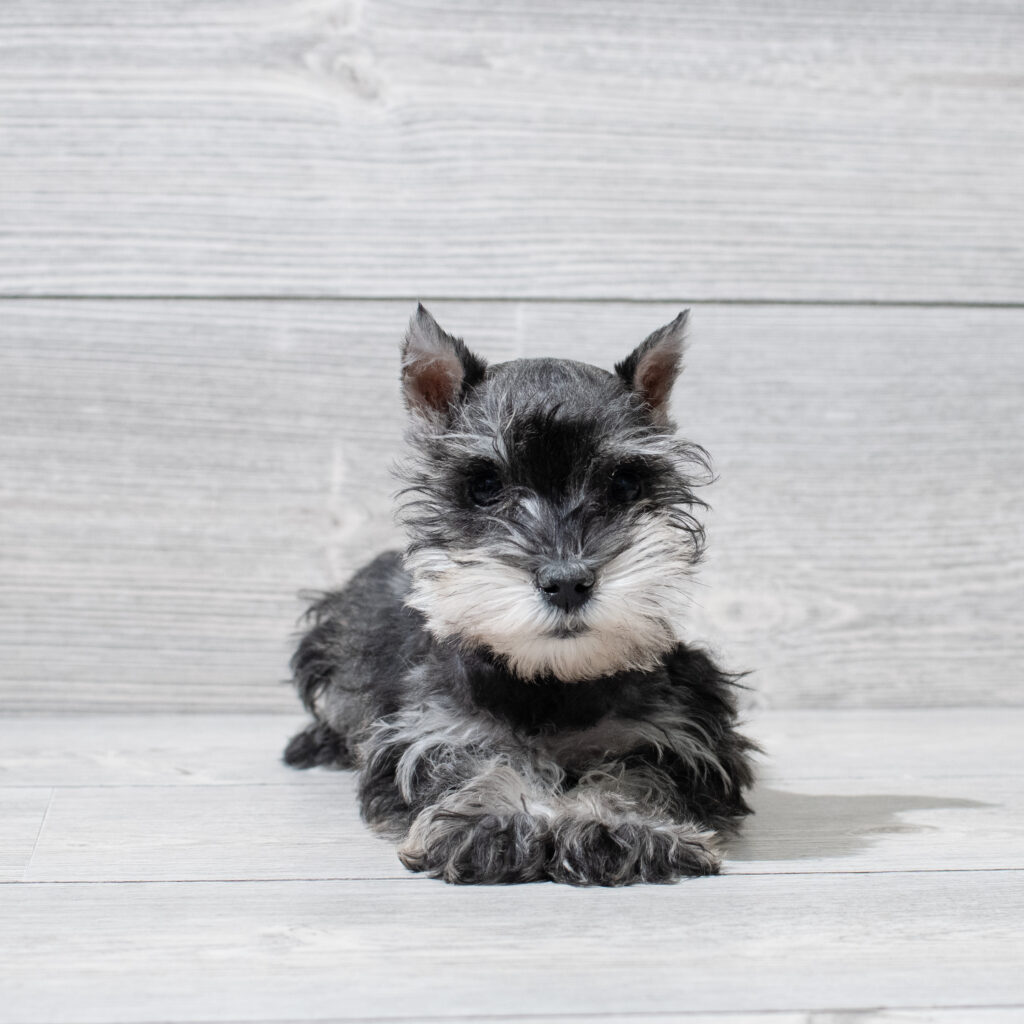 Miniature Schnauzer Dog Female Salt / Pepper 4941 Petland Cleveland