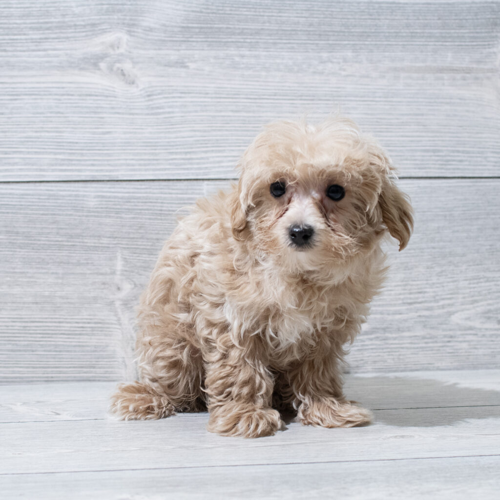 Maltipoo-Dog-Male---Petland Cleveland