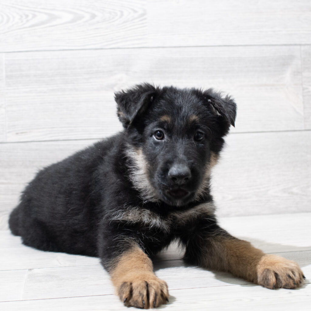 German Shepherd Dog Dog Male Black / Red 4937 Petland Cleveland
