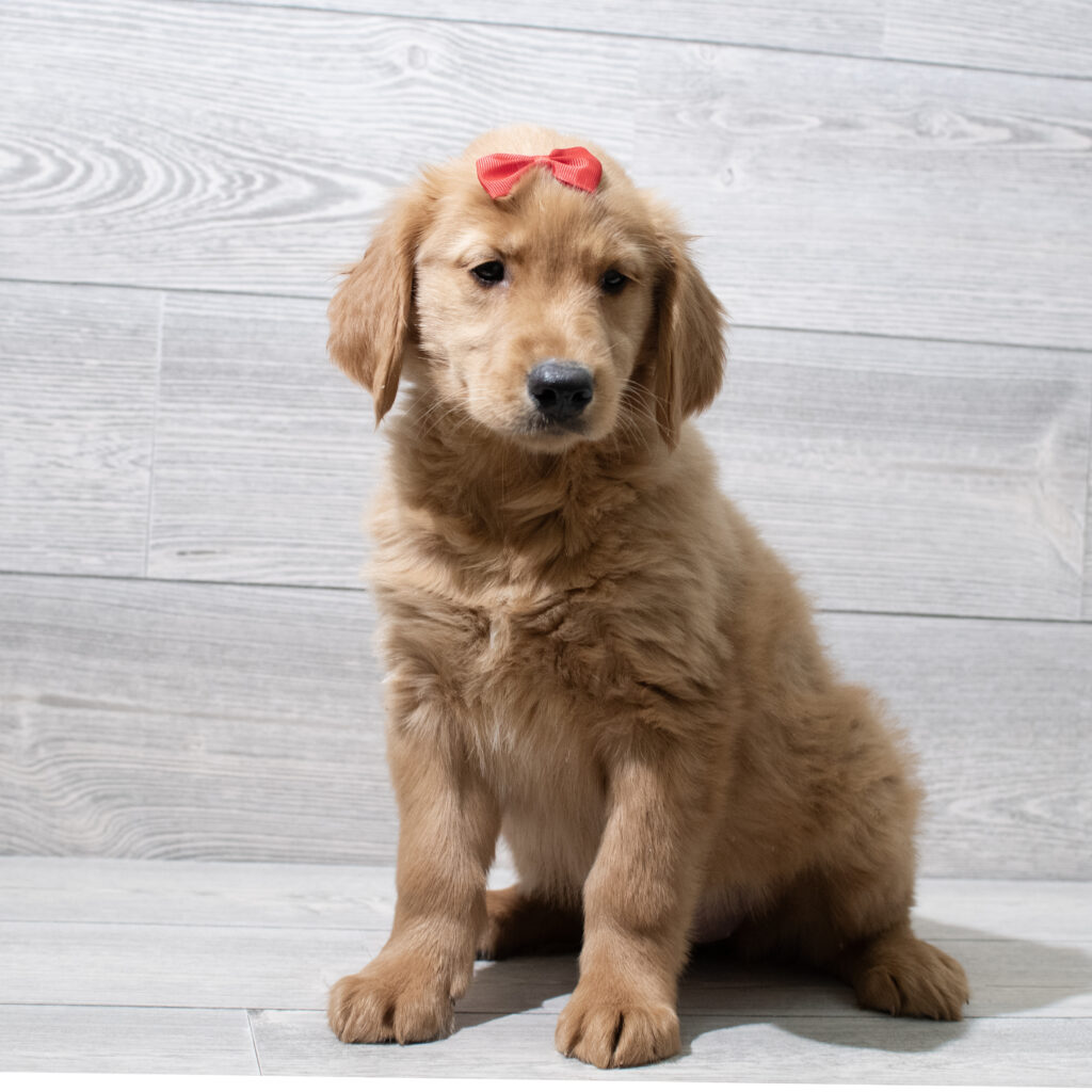 Golden Retriever-Dog-Female---Petland Cleveland