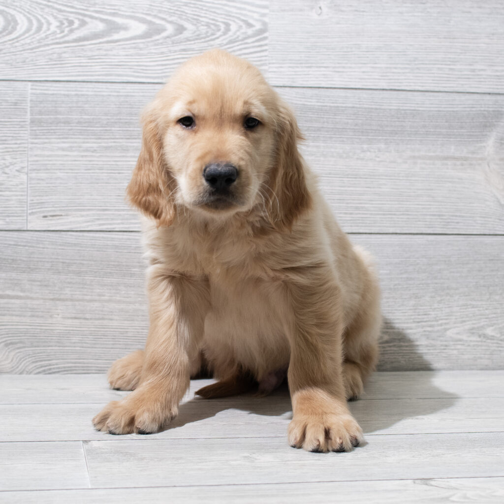 Golden Retriever Dog Male Golden 4938 Petland Cleveland