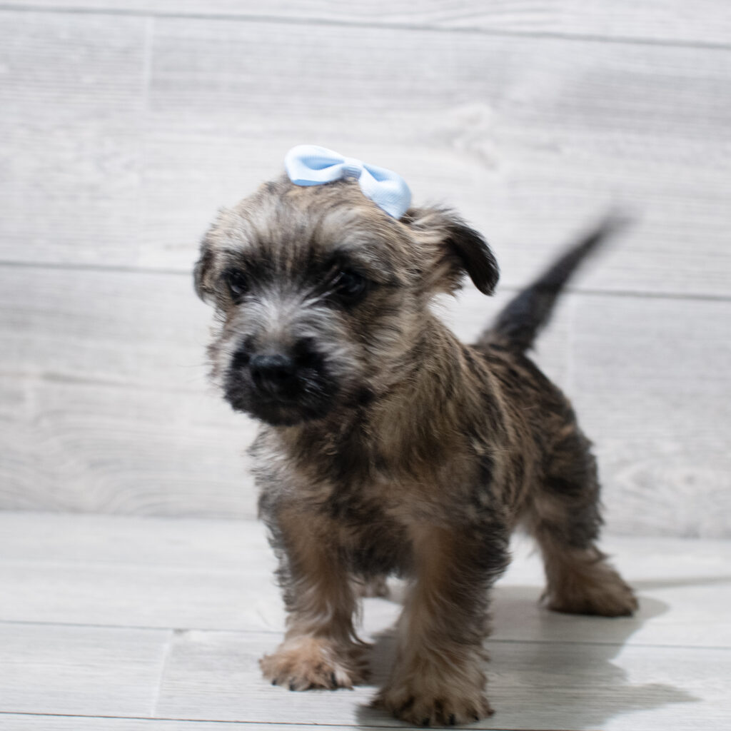 Cairn Terrier Dog Female Wheaten 4933 Petland Cleveland