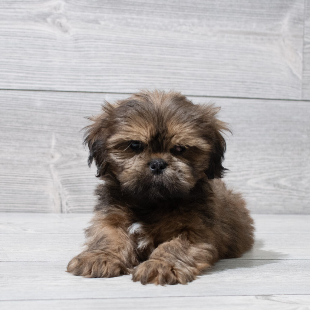Lhasa Apso Dog Male Golden / White 4939 Petland Cleveland