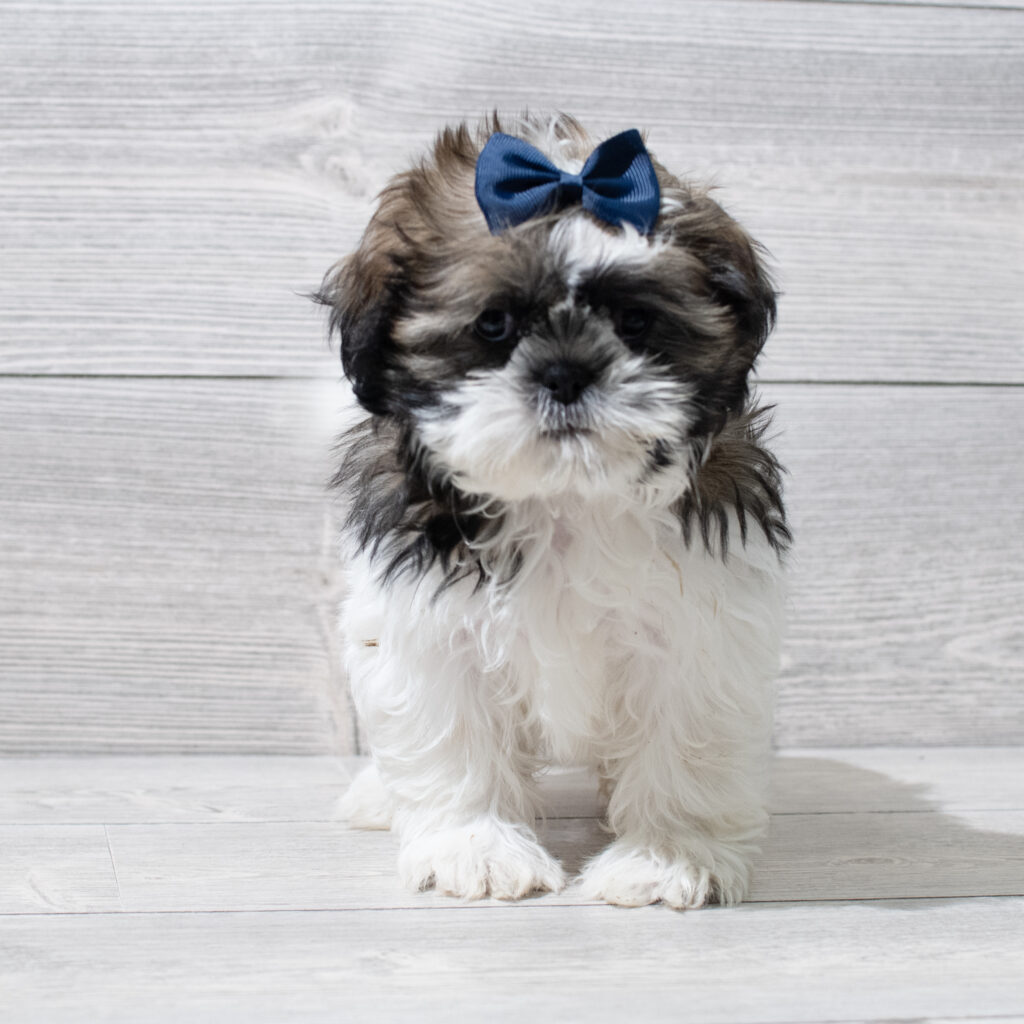 Shih Tzu Dog Female Brindle / White 4943 Petland Cleveland