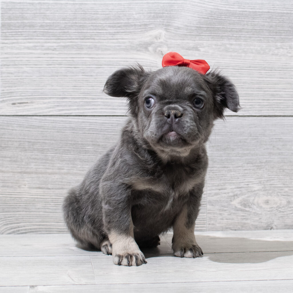 Fluffy French Bulldog Dog Female Lilac / Tan 4936 Petland Cleveland