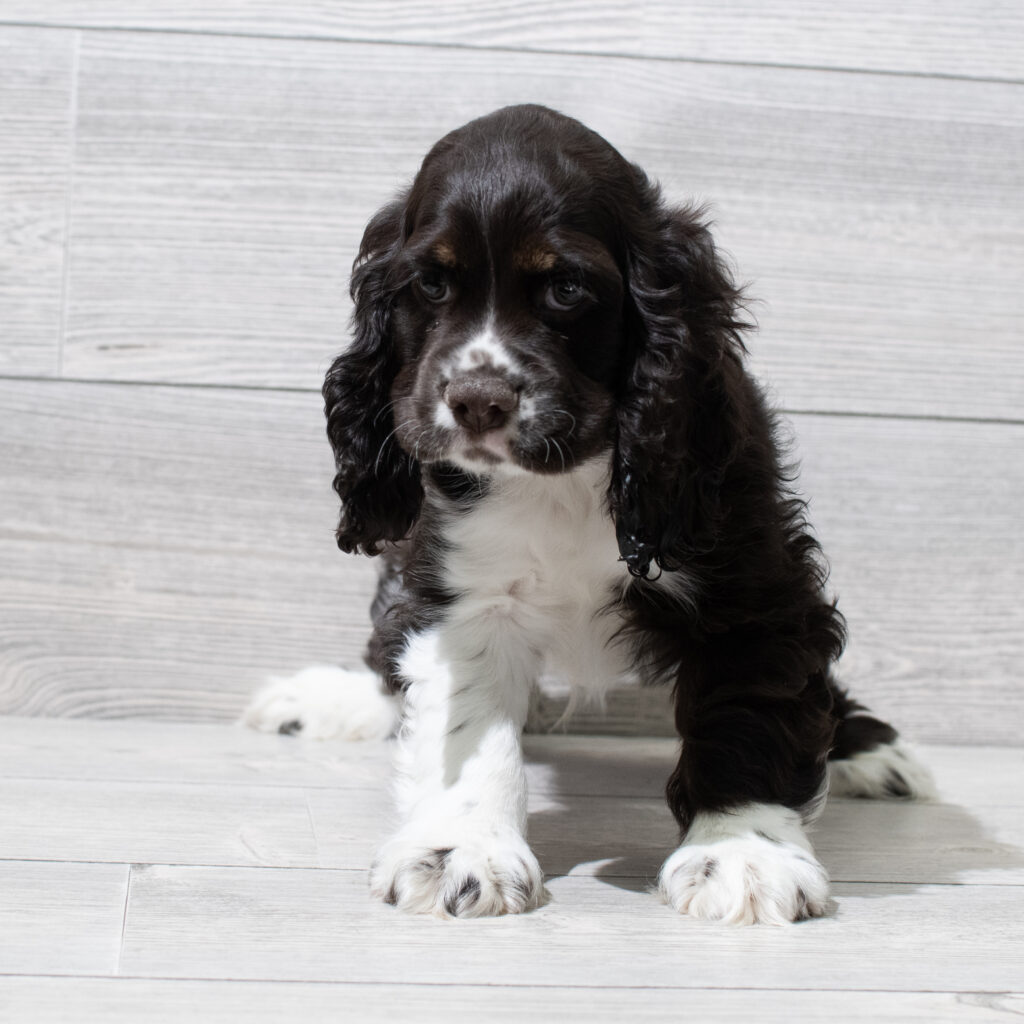 Cocker Spaniel Dog Male Chocolate / White 4934 Petland Cleveland