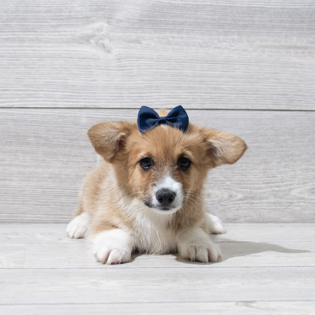 Pembroke Welsh Corgi Dog Female Red / White 4942 Petland Cleveland