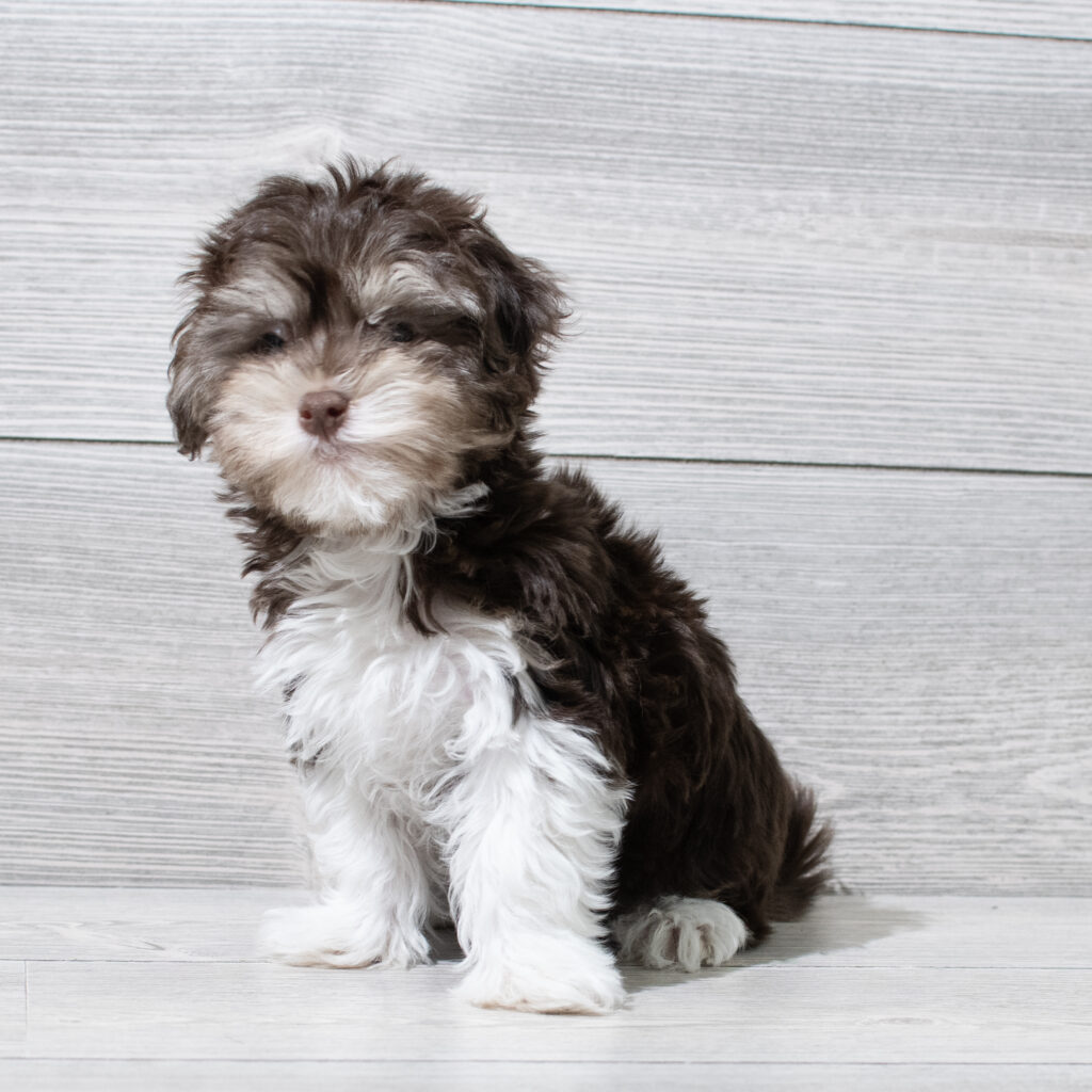 Havanese-Dog-Male---Petland Cleveland