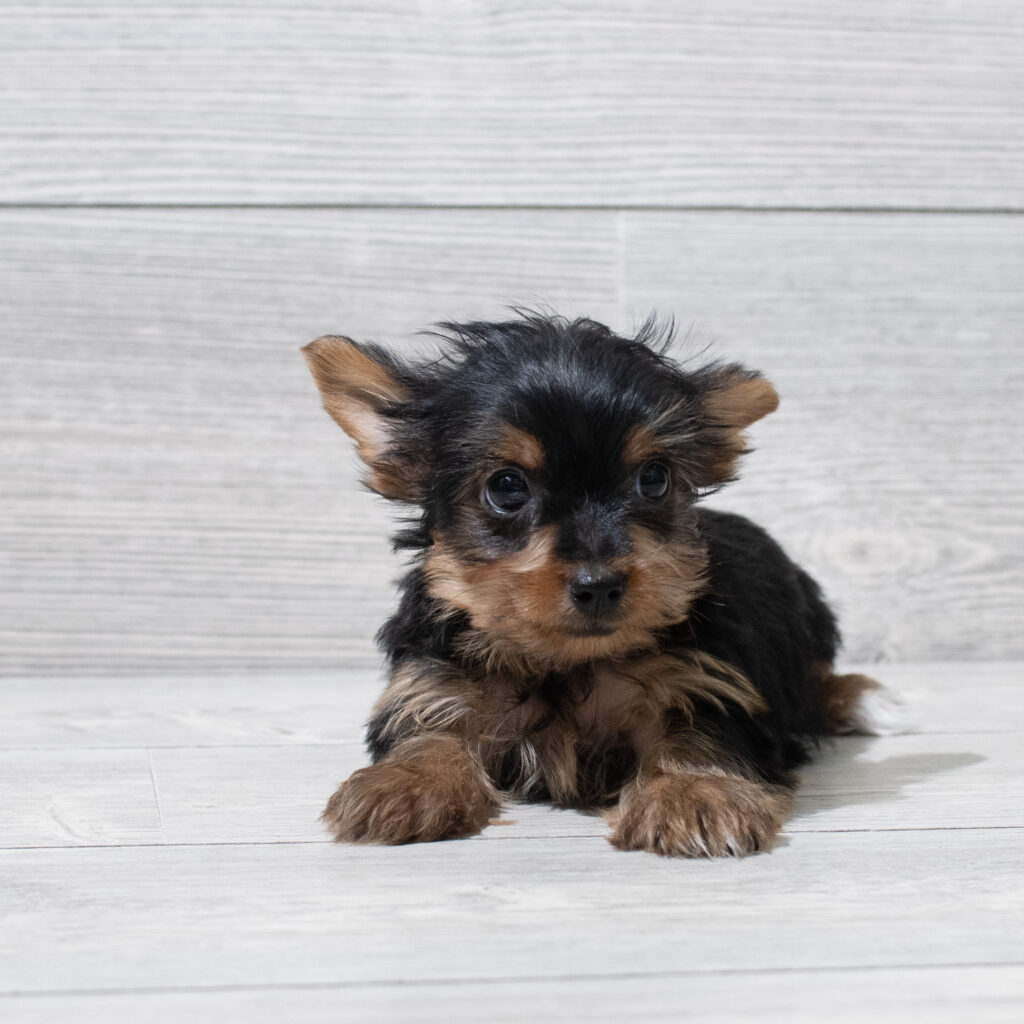 Yorkshire Terrier Dog Male Black/Tan 4932 Petland Cleveland
