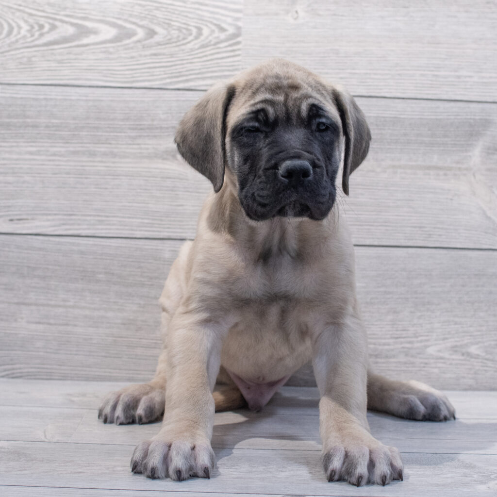 English Mastiff-Dog-Male---Petland Cleveland