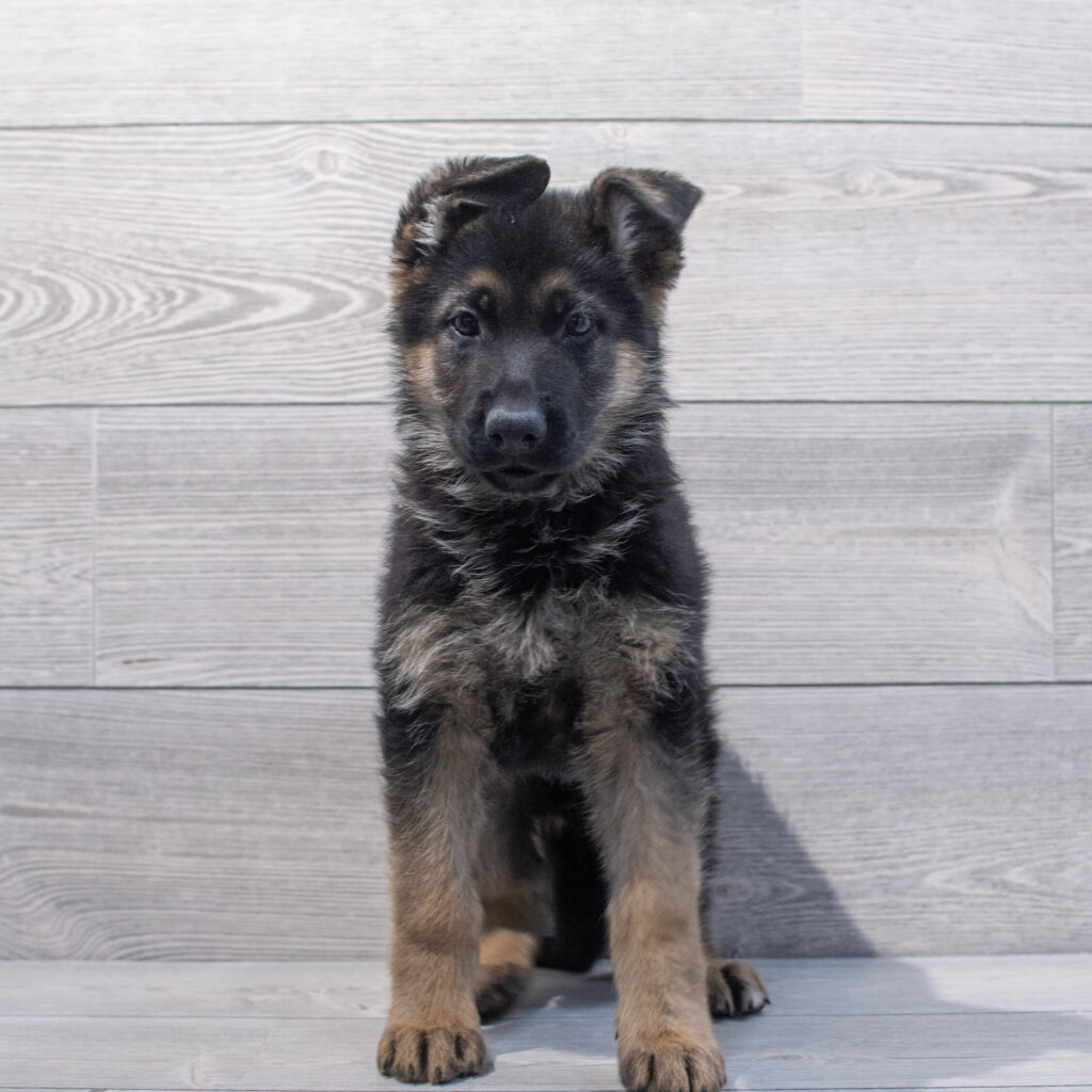 German Shepherd Dog-Dog-Female---Petland Cleveland