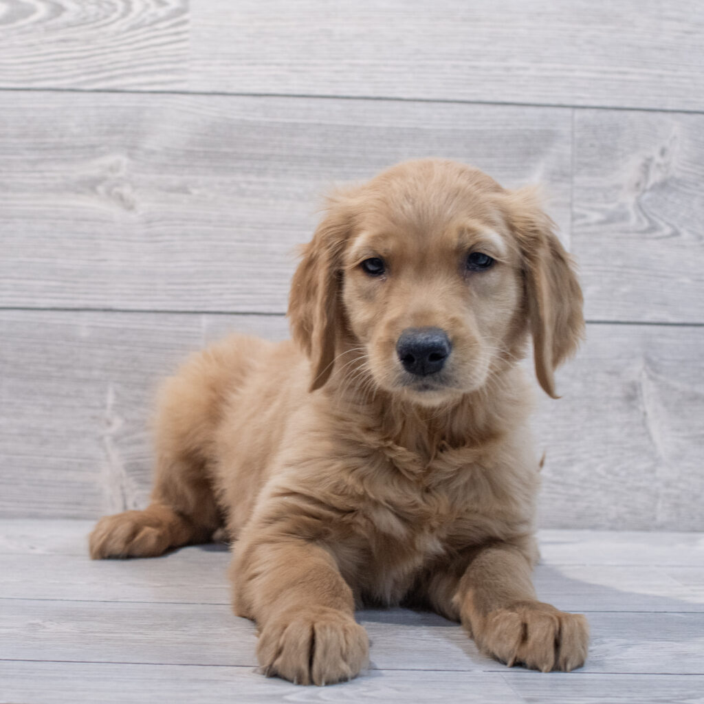 Golden Retriever Dog Female Dark Golden 1654 Petland Cleveland