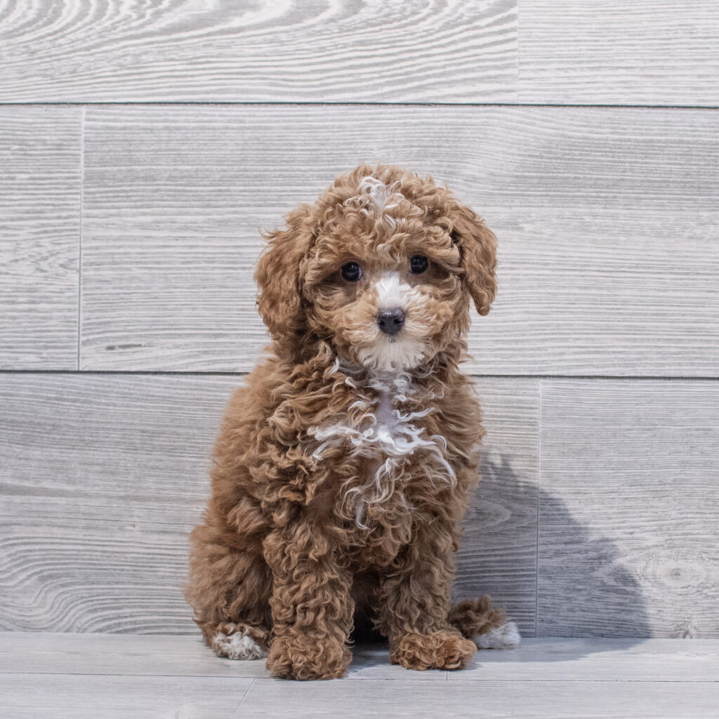 Poodle Mini Dog Female Apricot 1647 Petland Cleveland