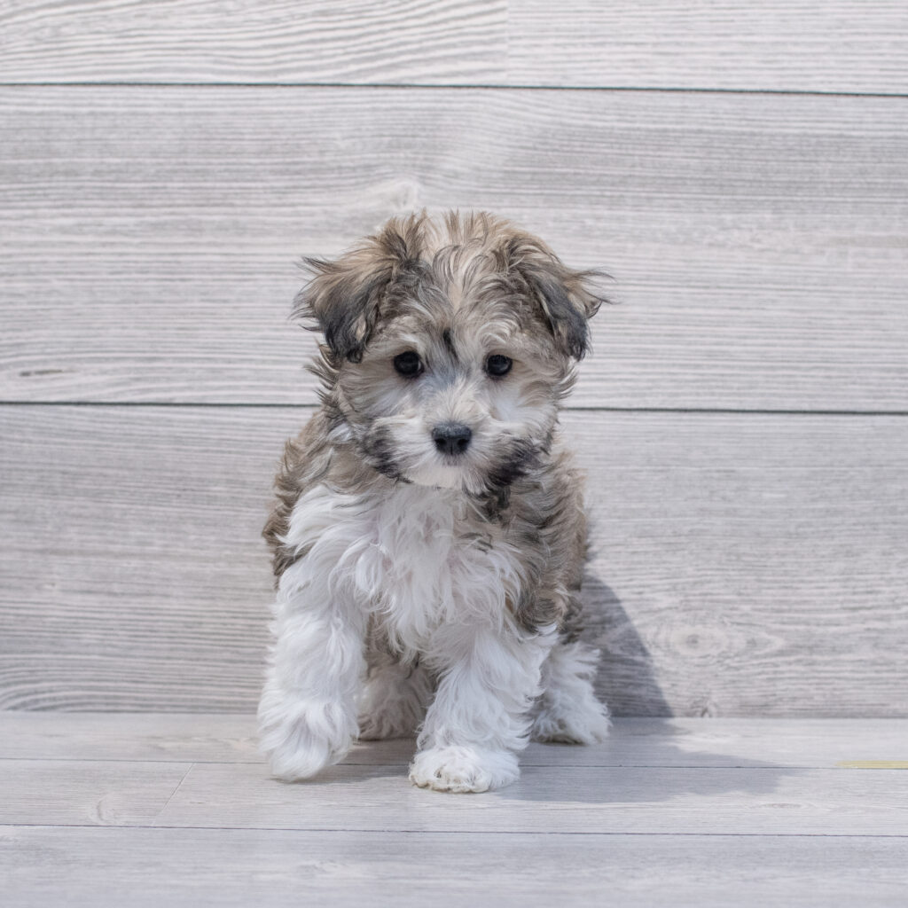 Havanese Dog Female Sable 1648 Petland Cleveland