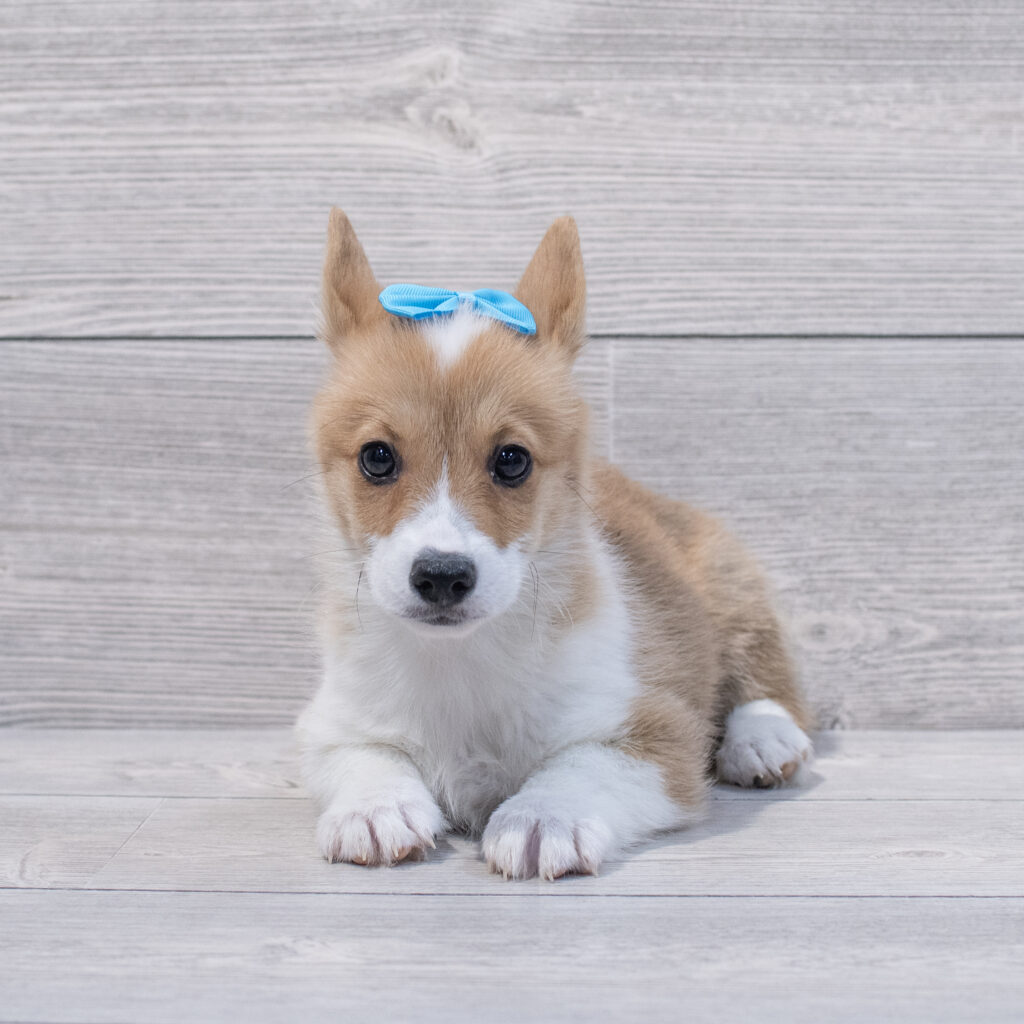 Pembroke Welsh Corgi Dog Female Red / White 1656 Petland Cleveland