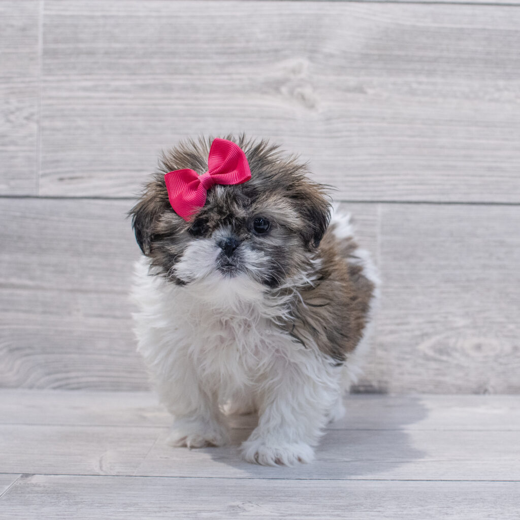 Shih Tzu Dog Female Black / White 1649 Petland Cleveland