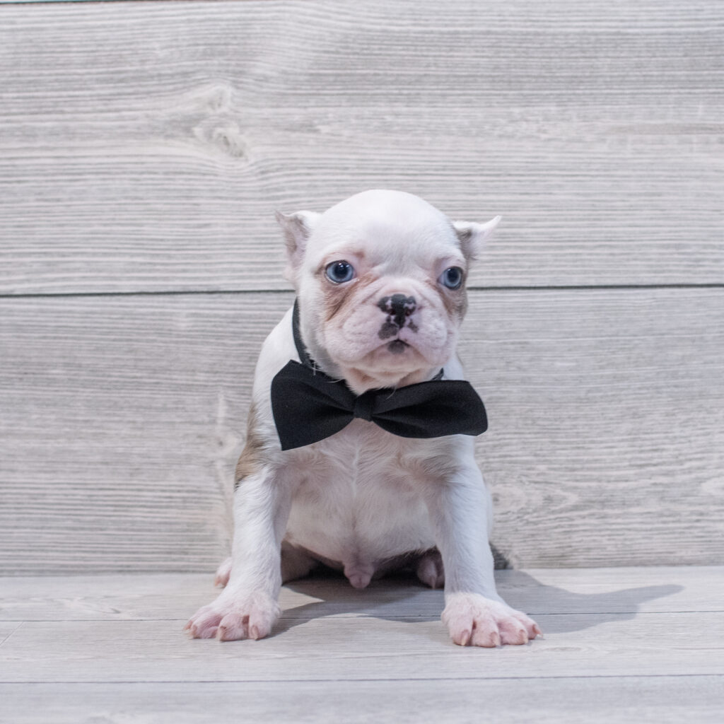 Frenchton Dog Male Blue Merle 1650 Petland Cleveland