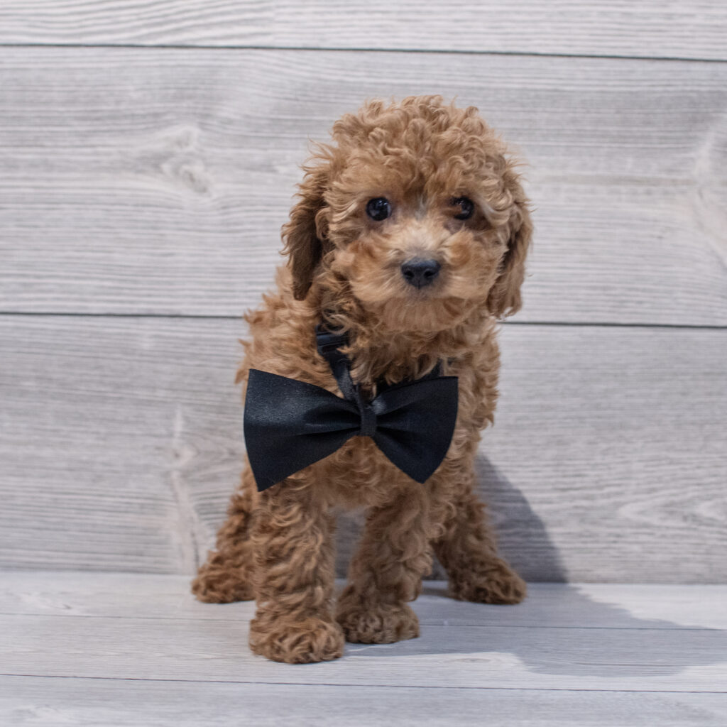 Poodle Mini Dog Male Red 1657 Petland Cleveland