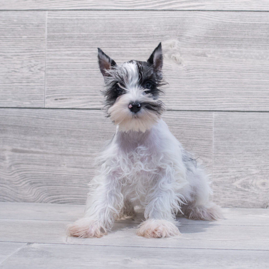 Miniature Schnauzer-Dog-Female---Petland Cleveland