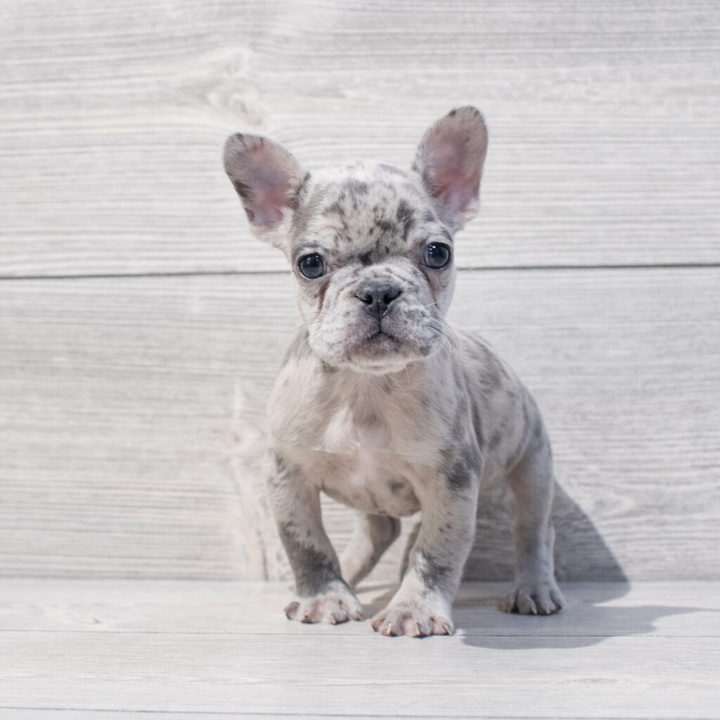 French Bulldog Dog Male Blue Merle 1658 Petland Cleveland