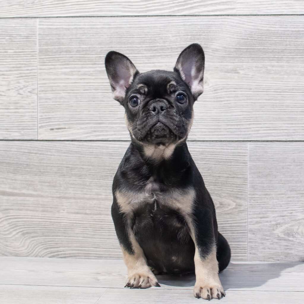 French Bulldog Dog Female Black/Tan 1659 Petland Cleveland