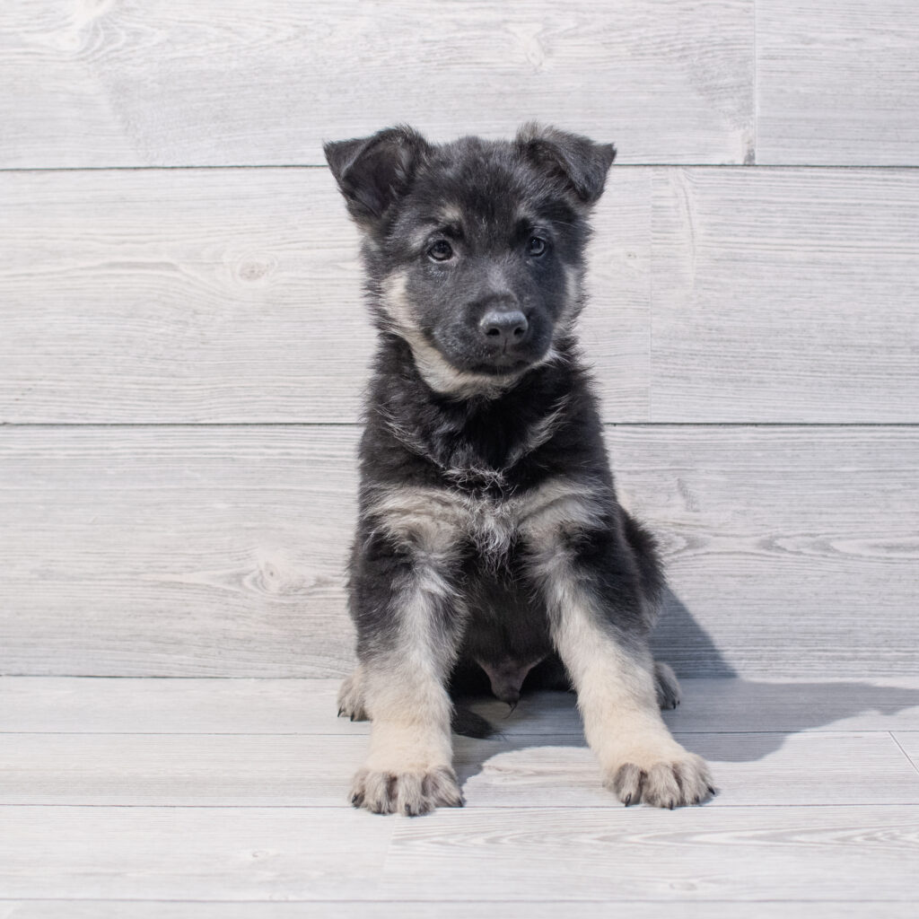 German Shepherd Dog Dog Male Black / Silver 1662 Petland Cleveland