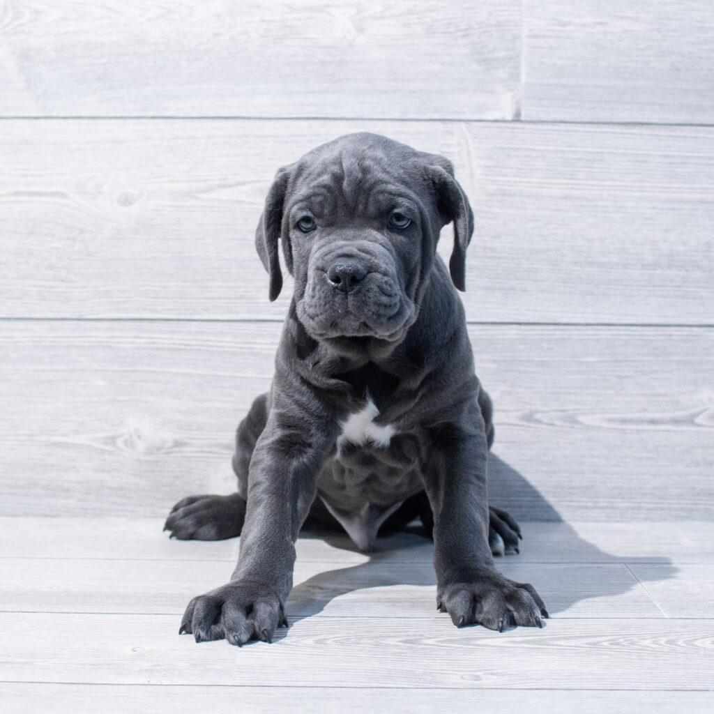 Cane Corso Dog Male Blue 1660 Petland Cleveland