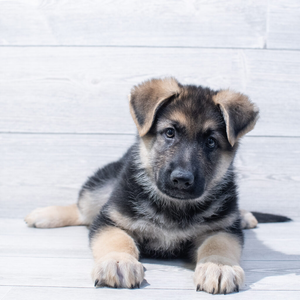 German Shepherd Dog Dog Male Black / Tan 1669 Petland Cleveland