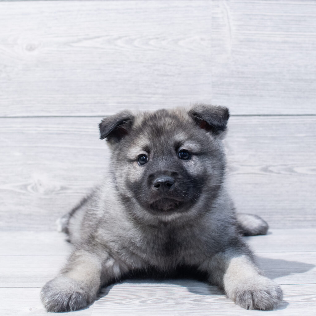 Norwegian Elkhound-Dog-Male---Petland Cleveland