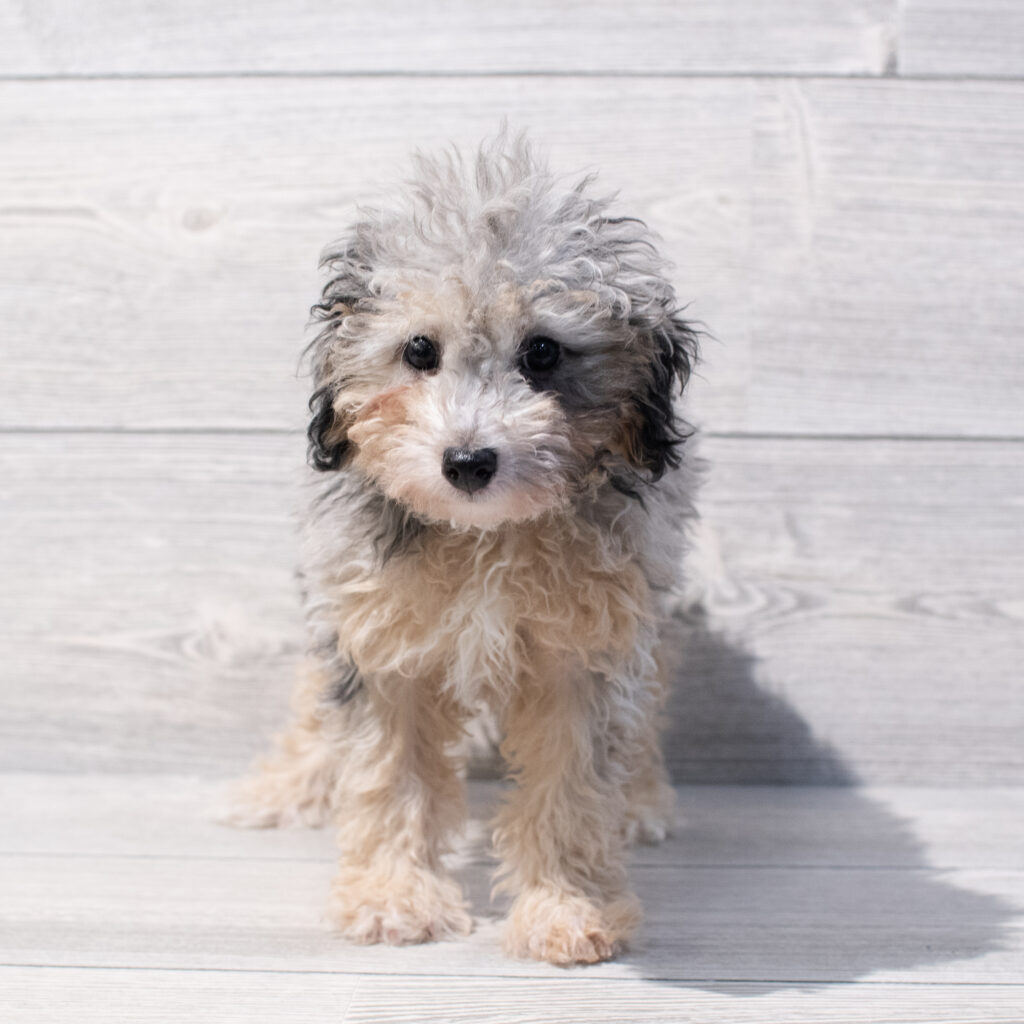 Poodle Mini-Dog-Male---Petland Cleveland
