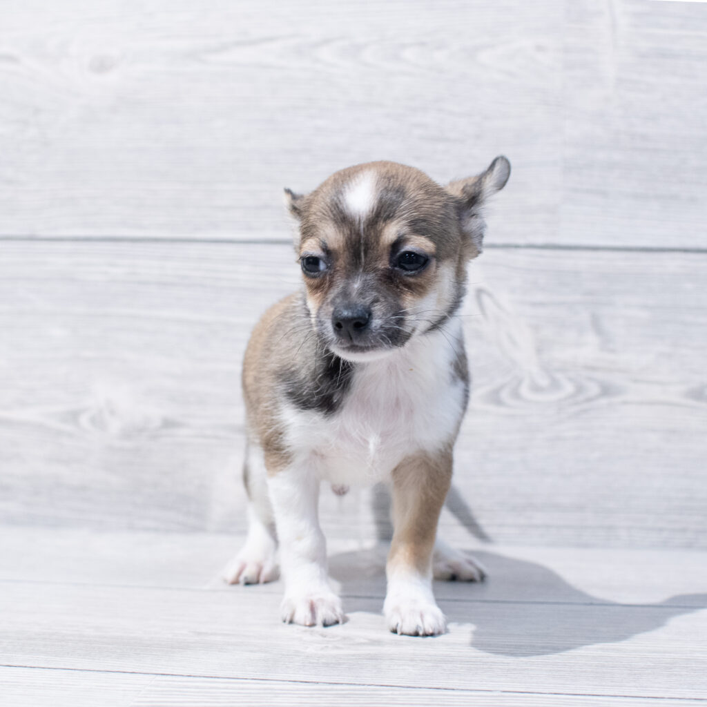 Chihuahua Dog Male Brown / White 1661 Petland Cleveland