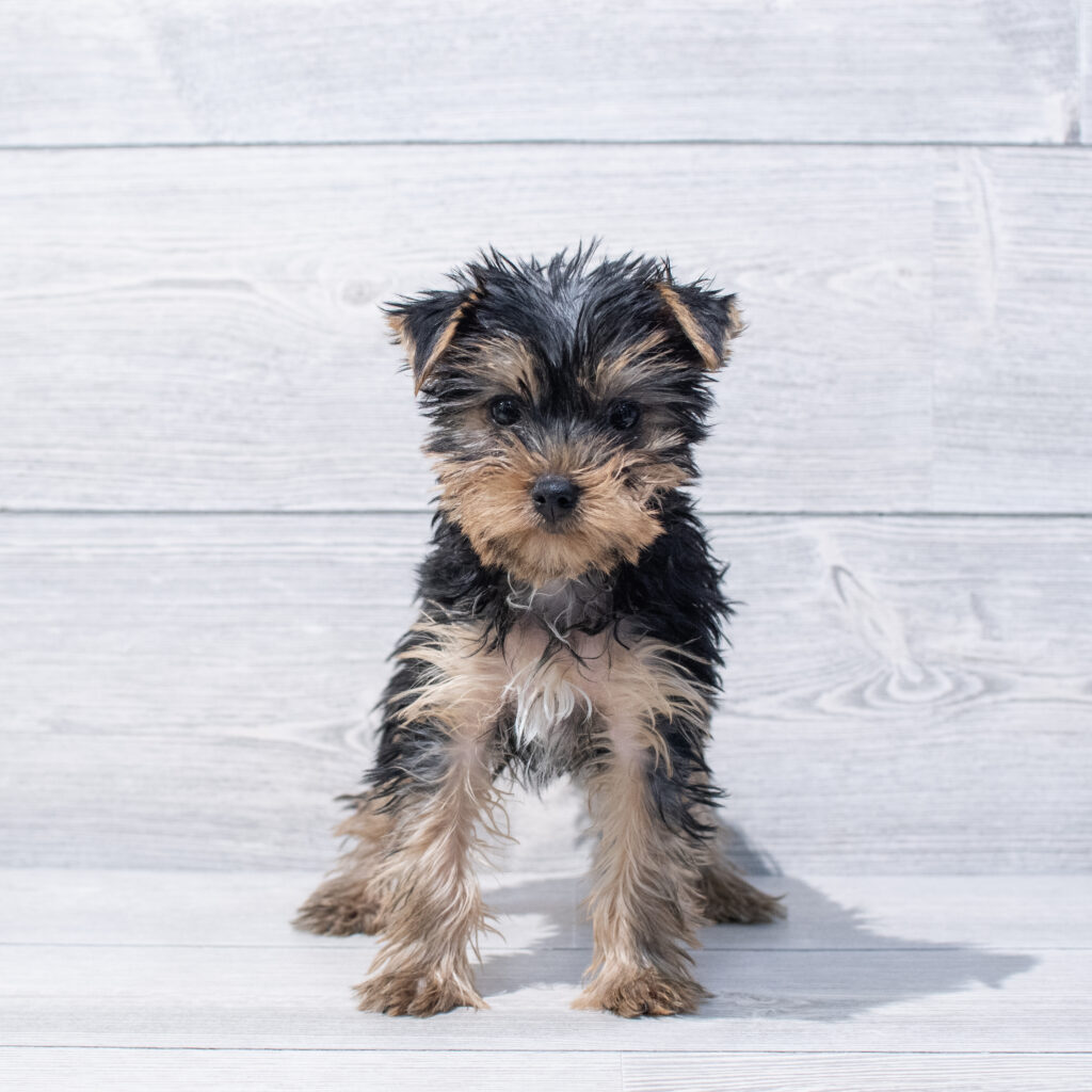 Yorkshire Terrier Dog Male Black / Tan 1663 Petland Cleveland